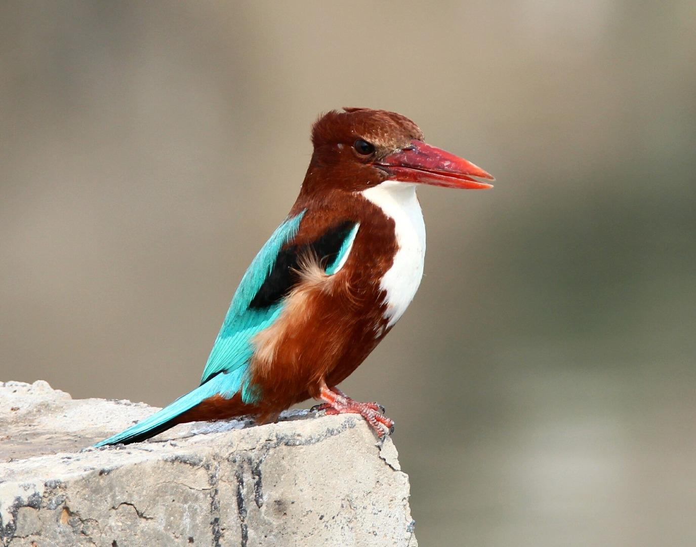 White Throated Kingfisher