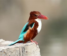 White Throated Kingfisher