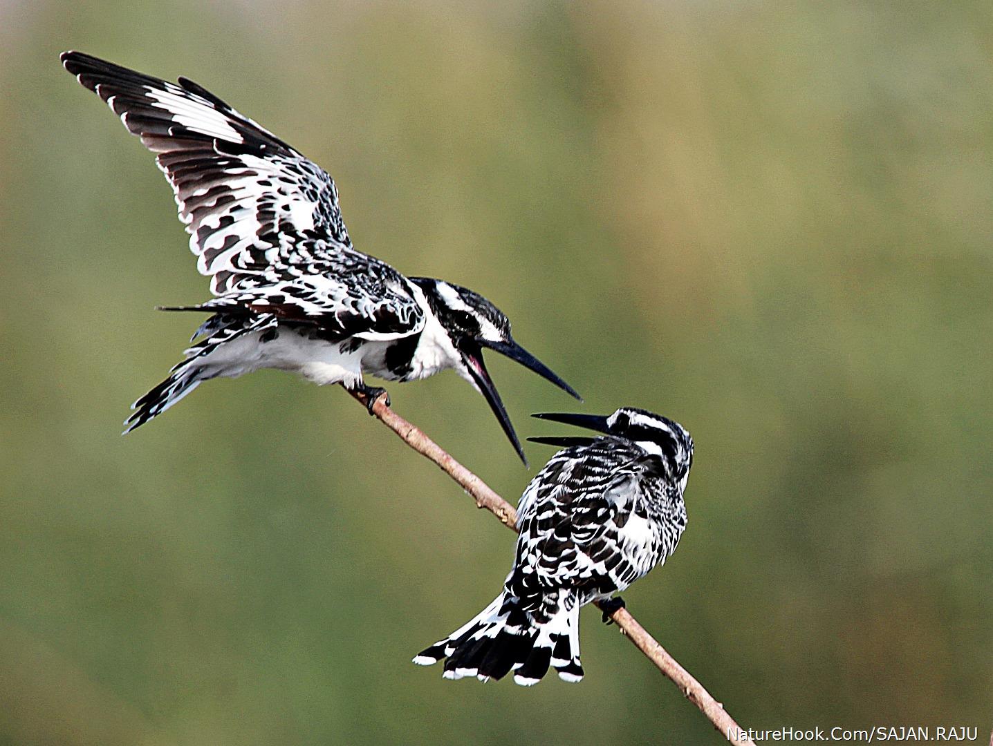 Pied Kingfisher