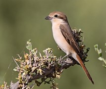 isabelline Shrike