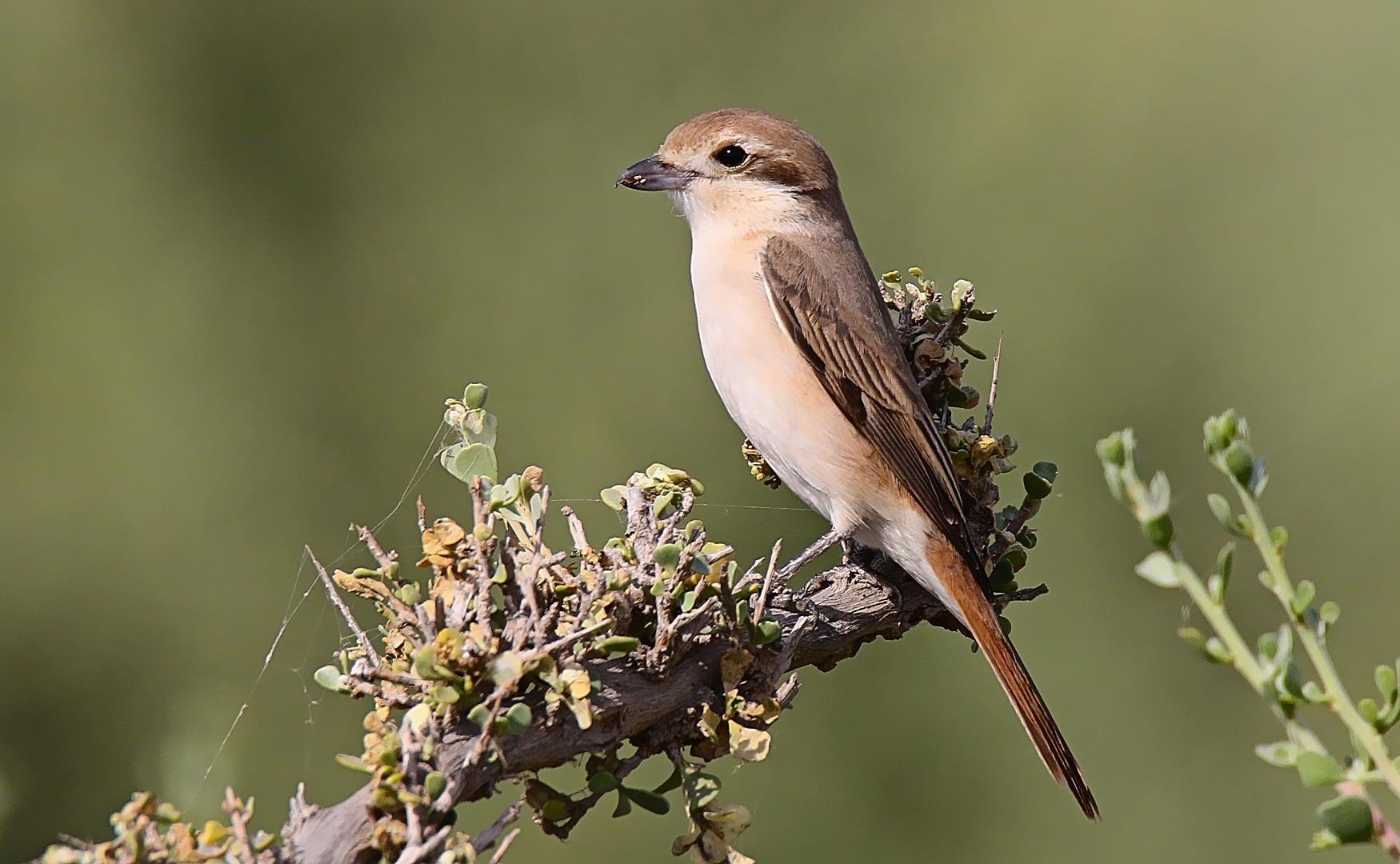 isabelline Shrike