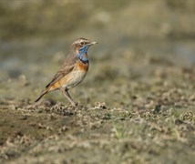 Bluethroat (Luscinia svecica)