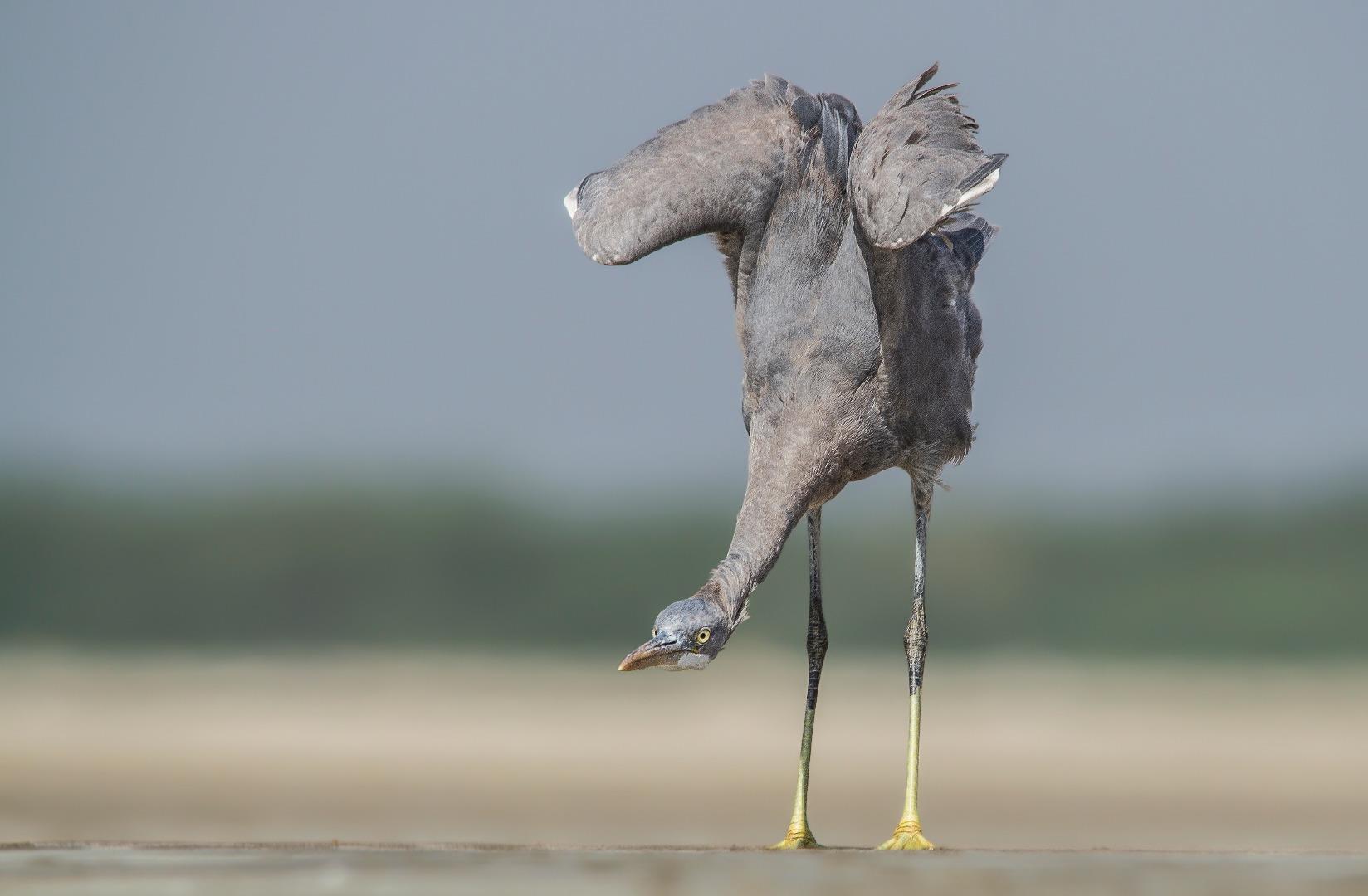 Western Reef-egret.