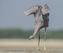 Western Reef-egret.