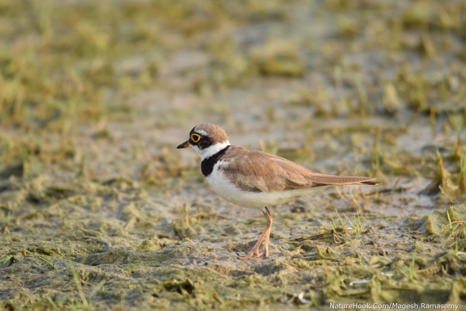 little ringed plover