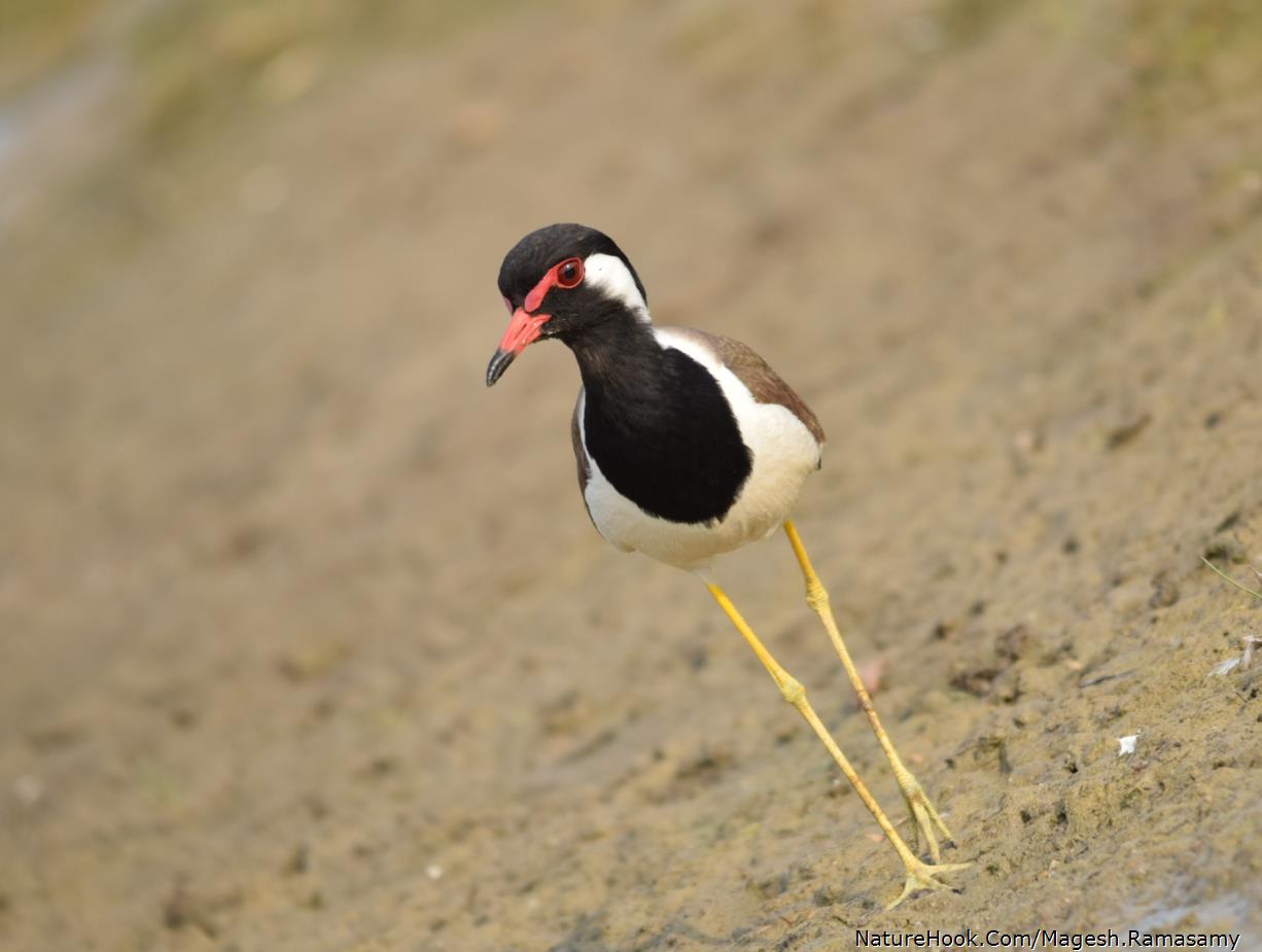 red wattled lapwing