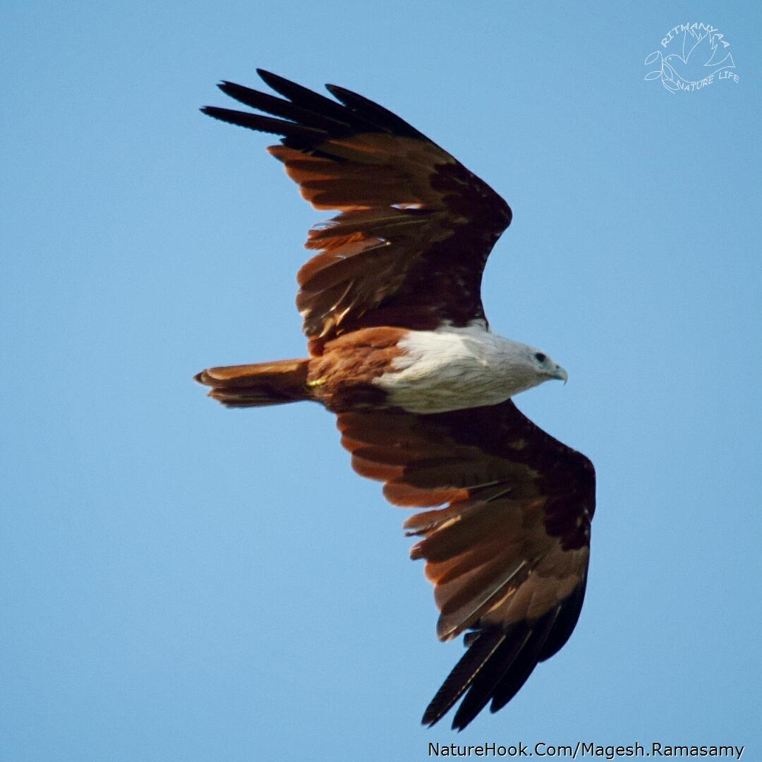 Brahminy kite 