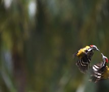 Wood pecker