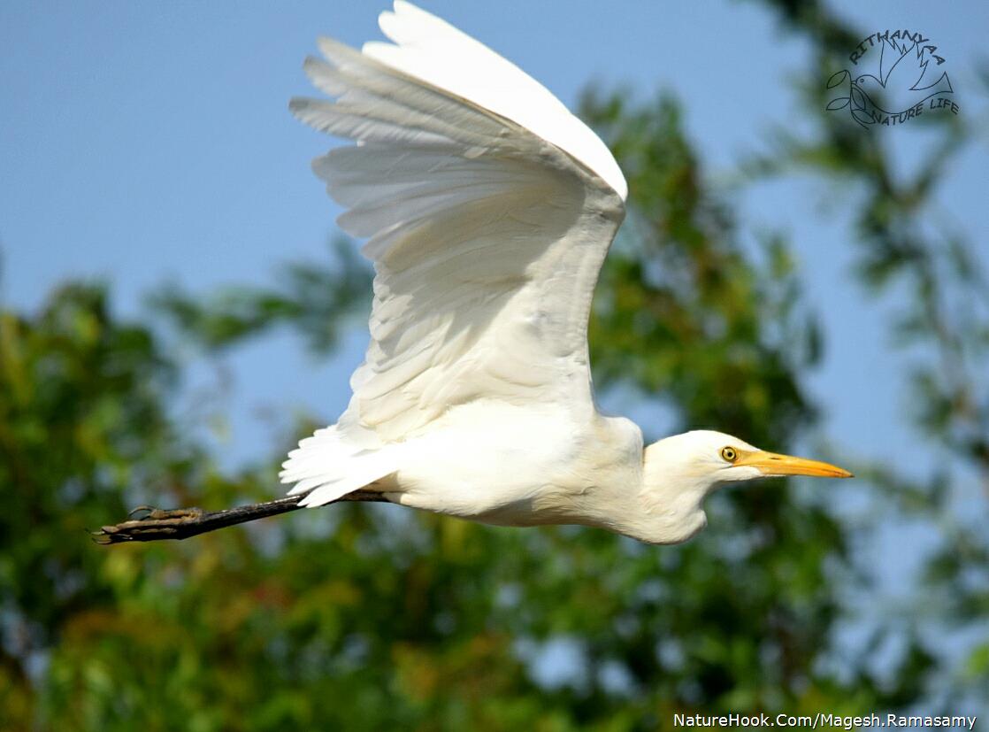 cattle egret