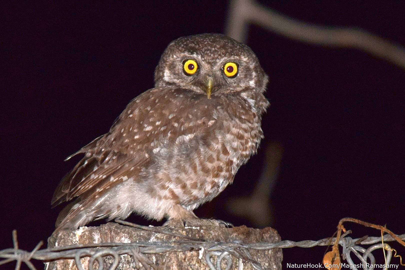 Spotted owlet