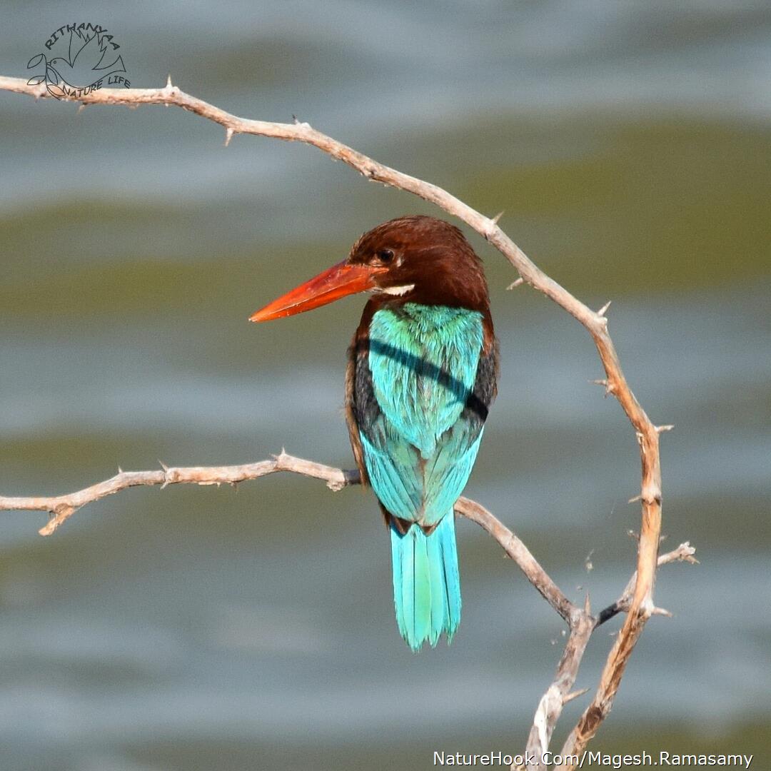 white throated kingfisher