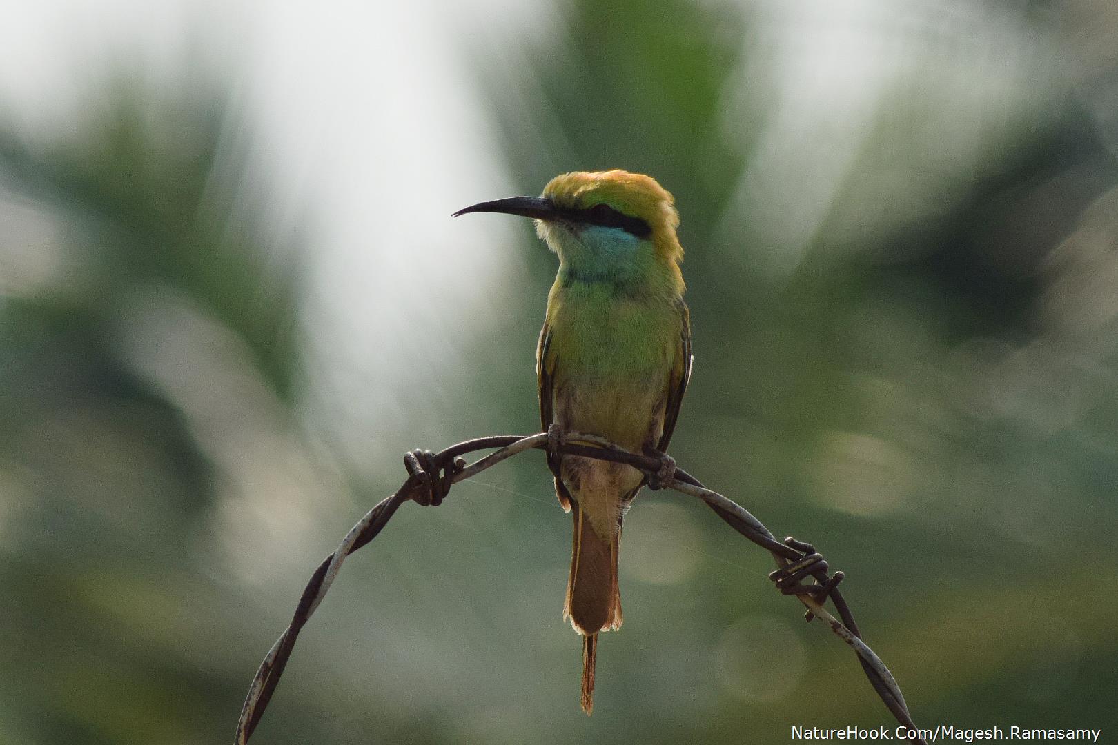 green bee eater