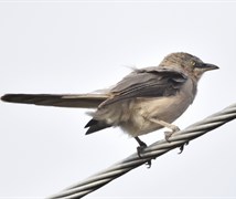 Larger grey babbler