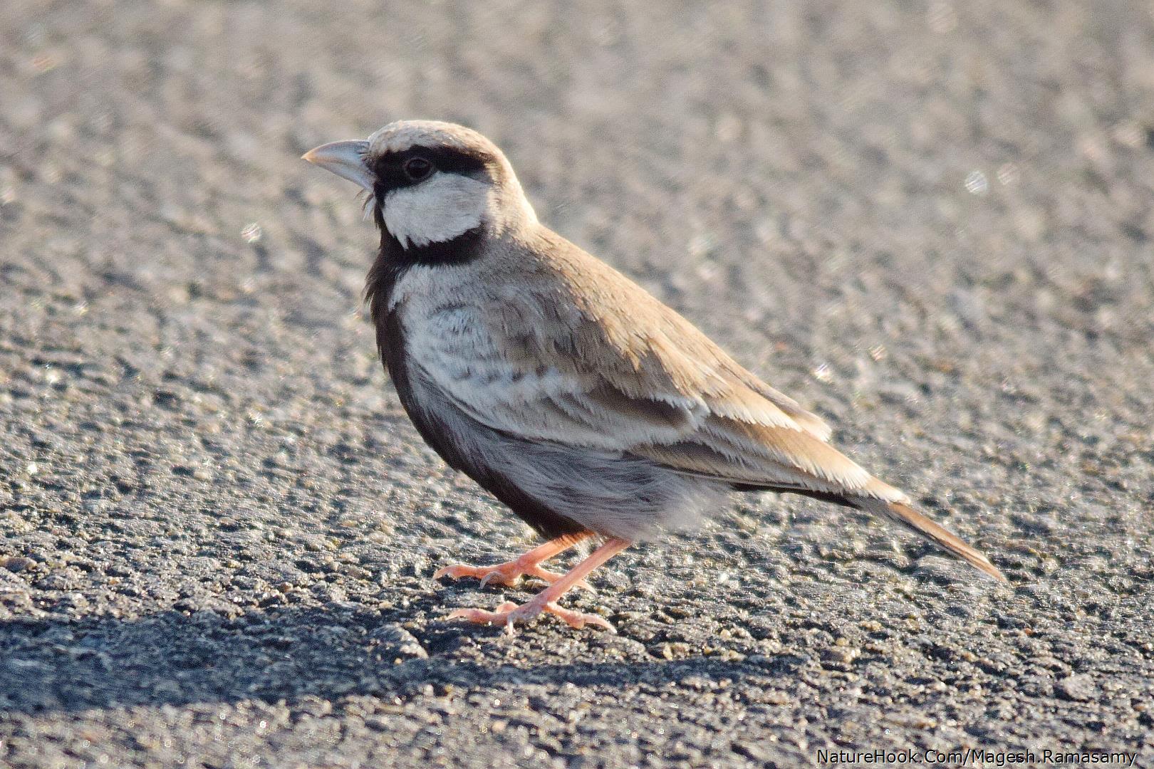Ashy crowned sparrow lark