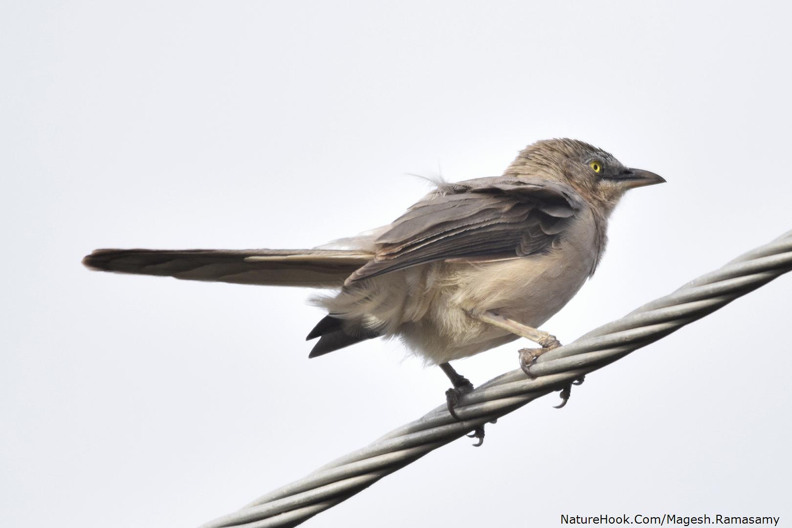 Larger grey babbler