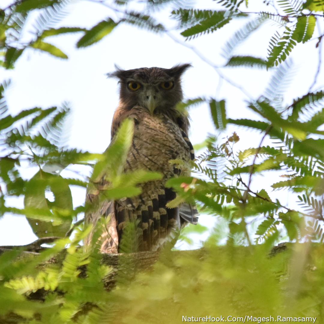 Fish owl