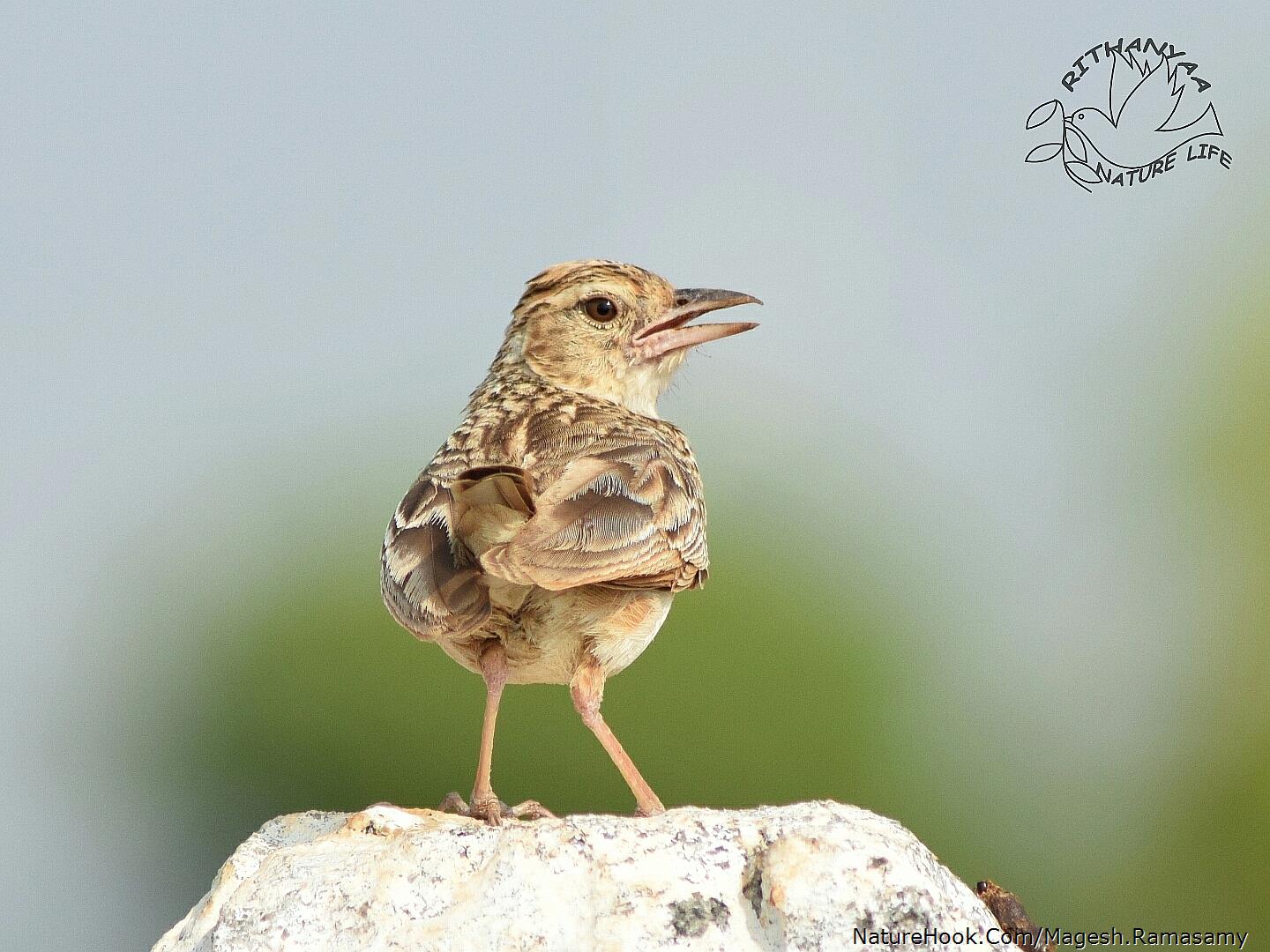 Jerdons bushlark