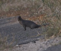 Mongoose