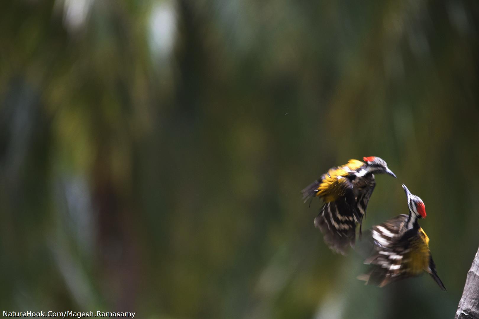 Wood pecker