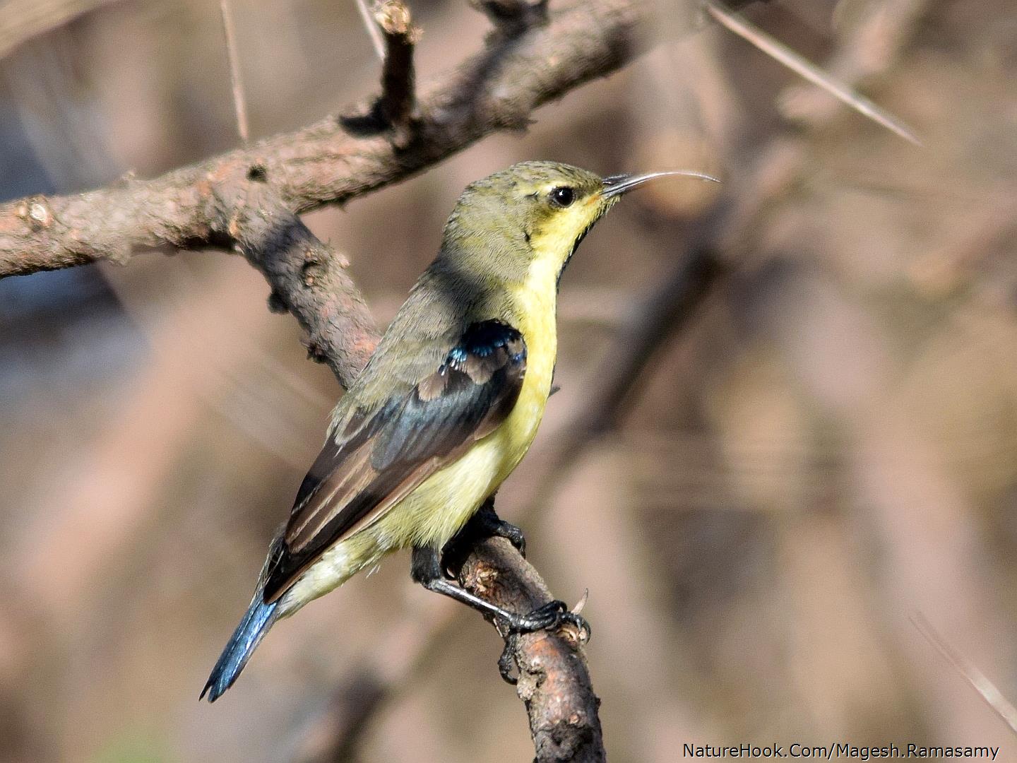 Purple rumped sunbird