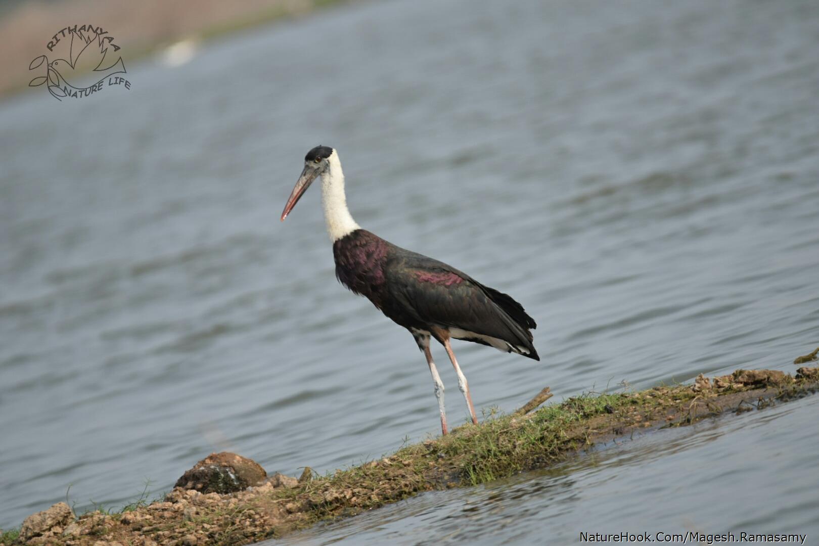 Woly necked stork