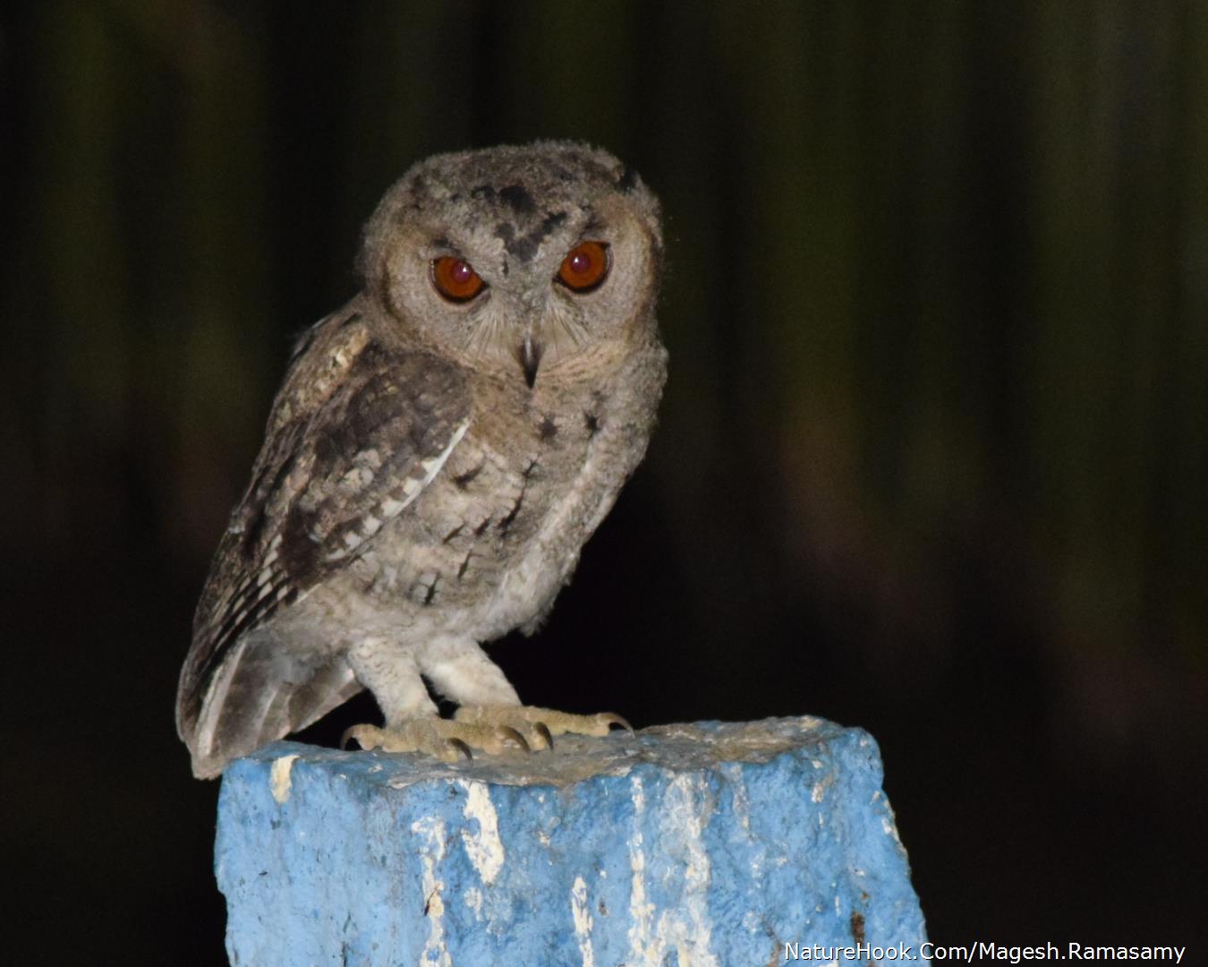 Scops owl