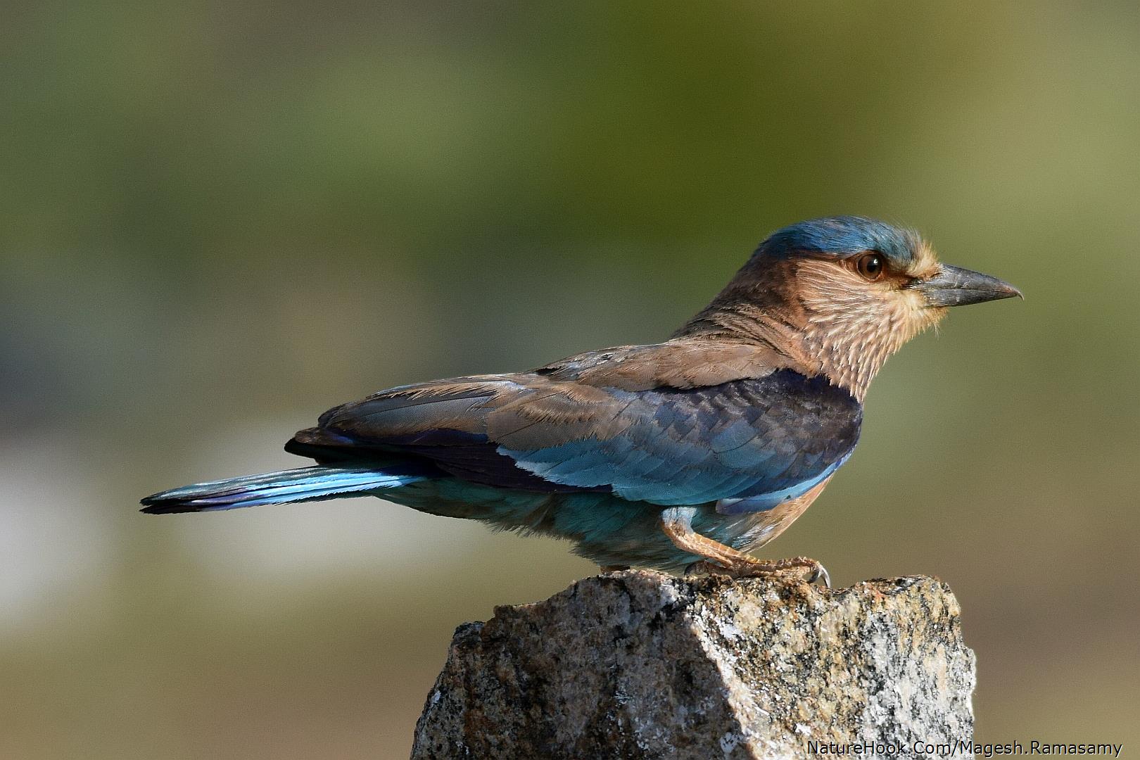 Indian roller