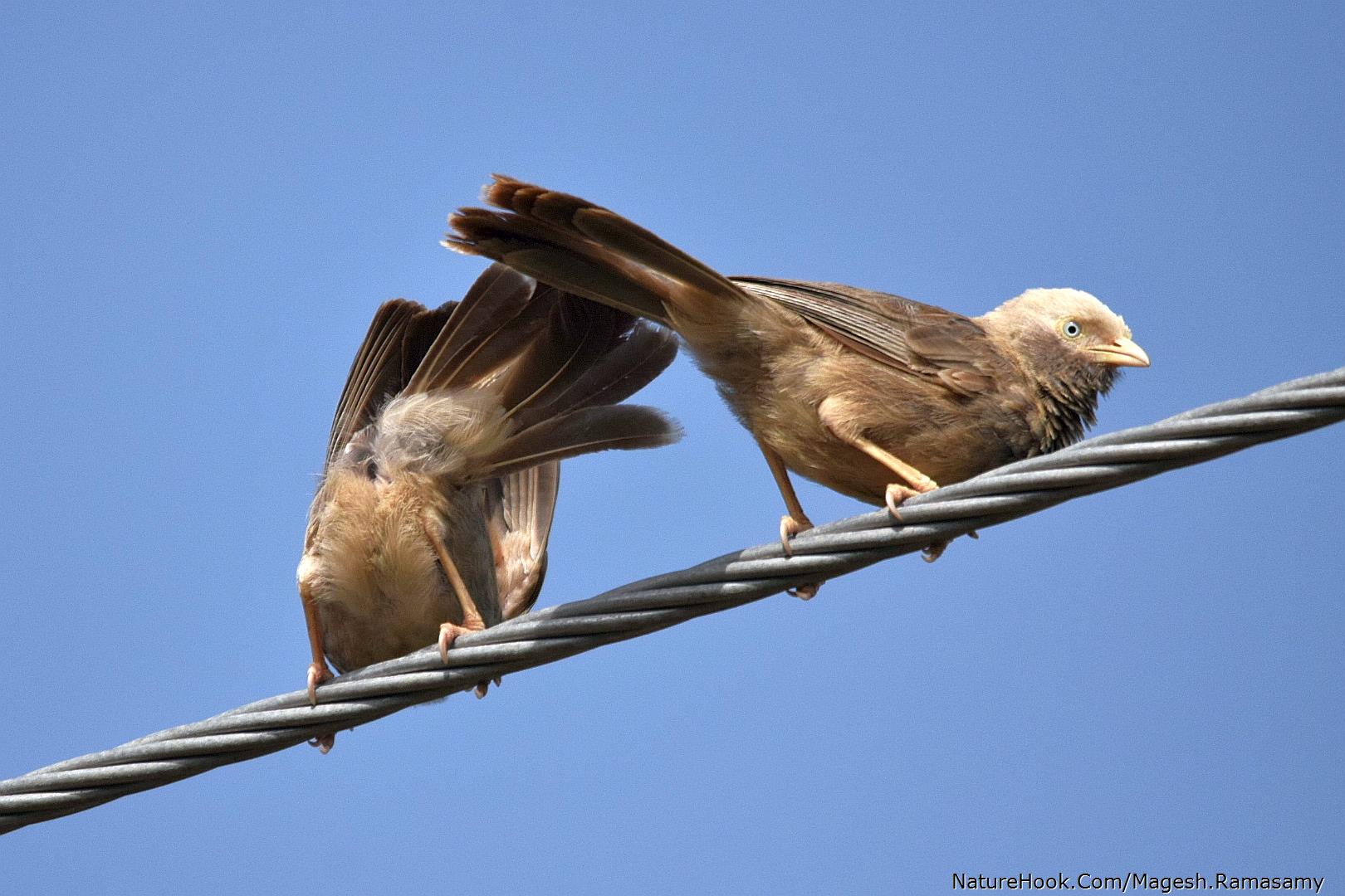 Babblers