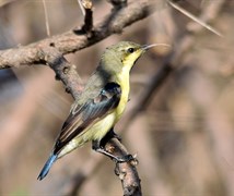 Purple rumped sunbird