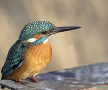 Common kingfisher