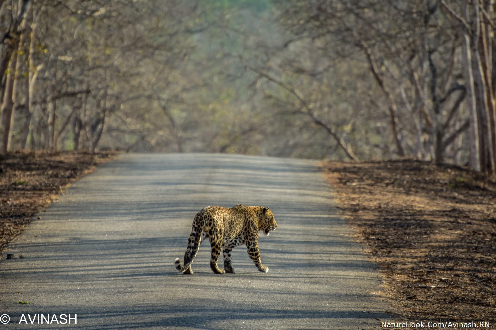 Leopard