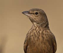 Rufous Tailed Lark