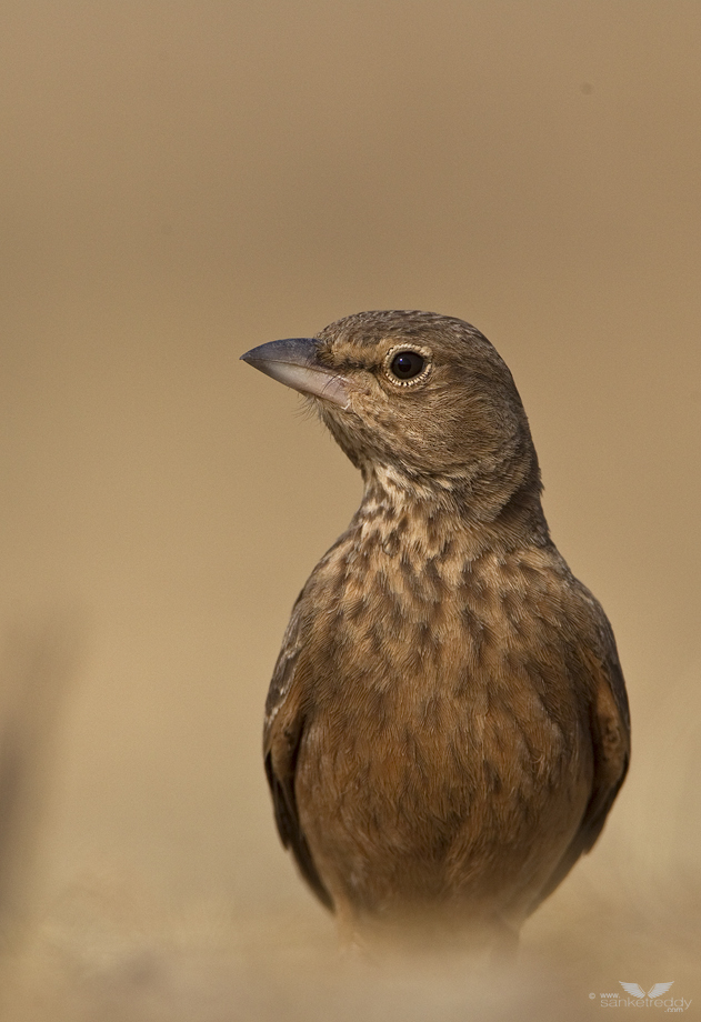 Rufous Tailed Lark