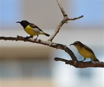 Sunbirds