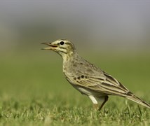 tawny pipit