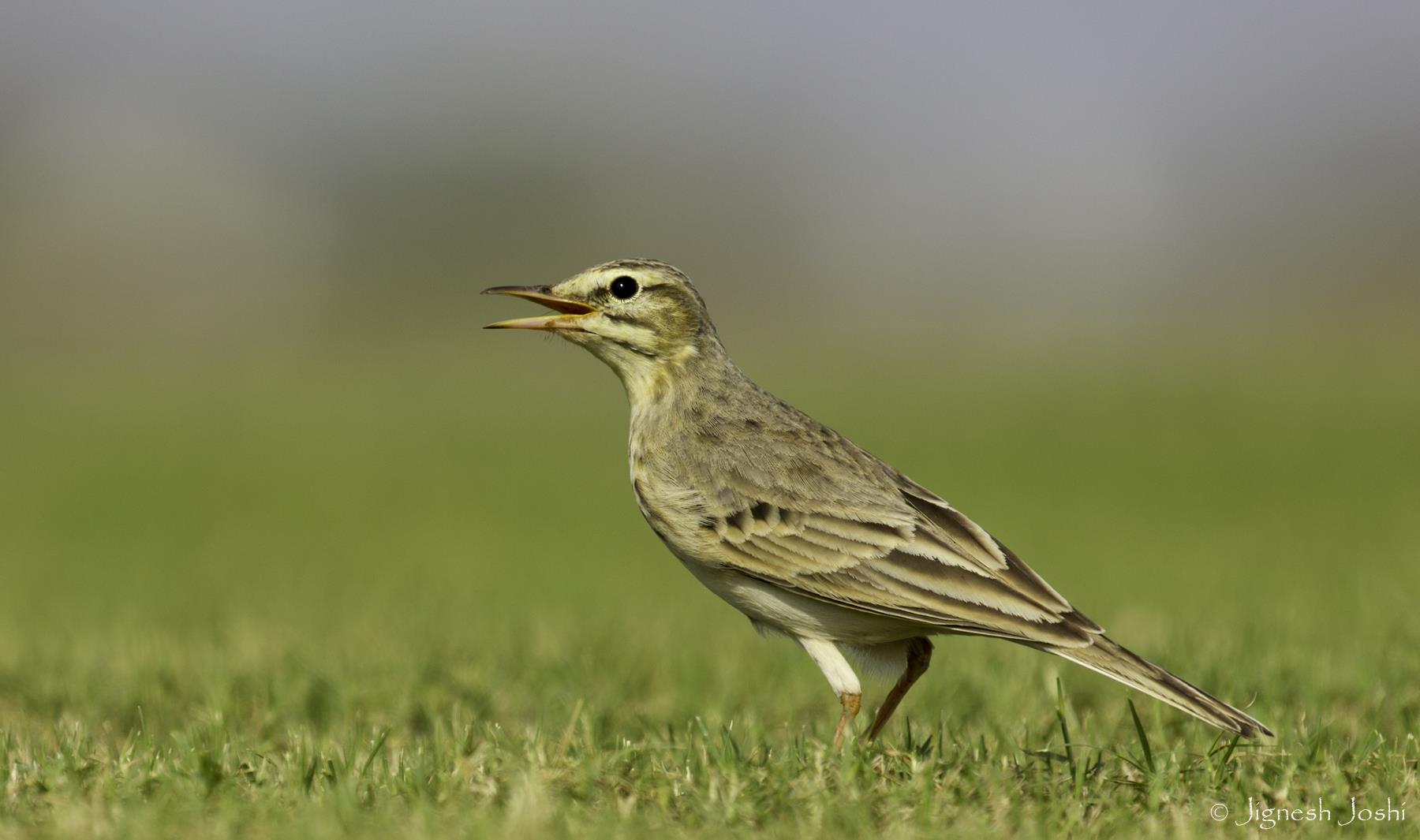 tawny pipit