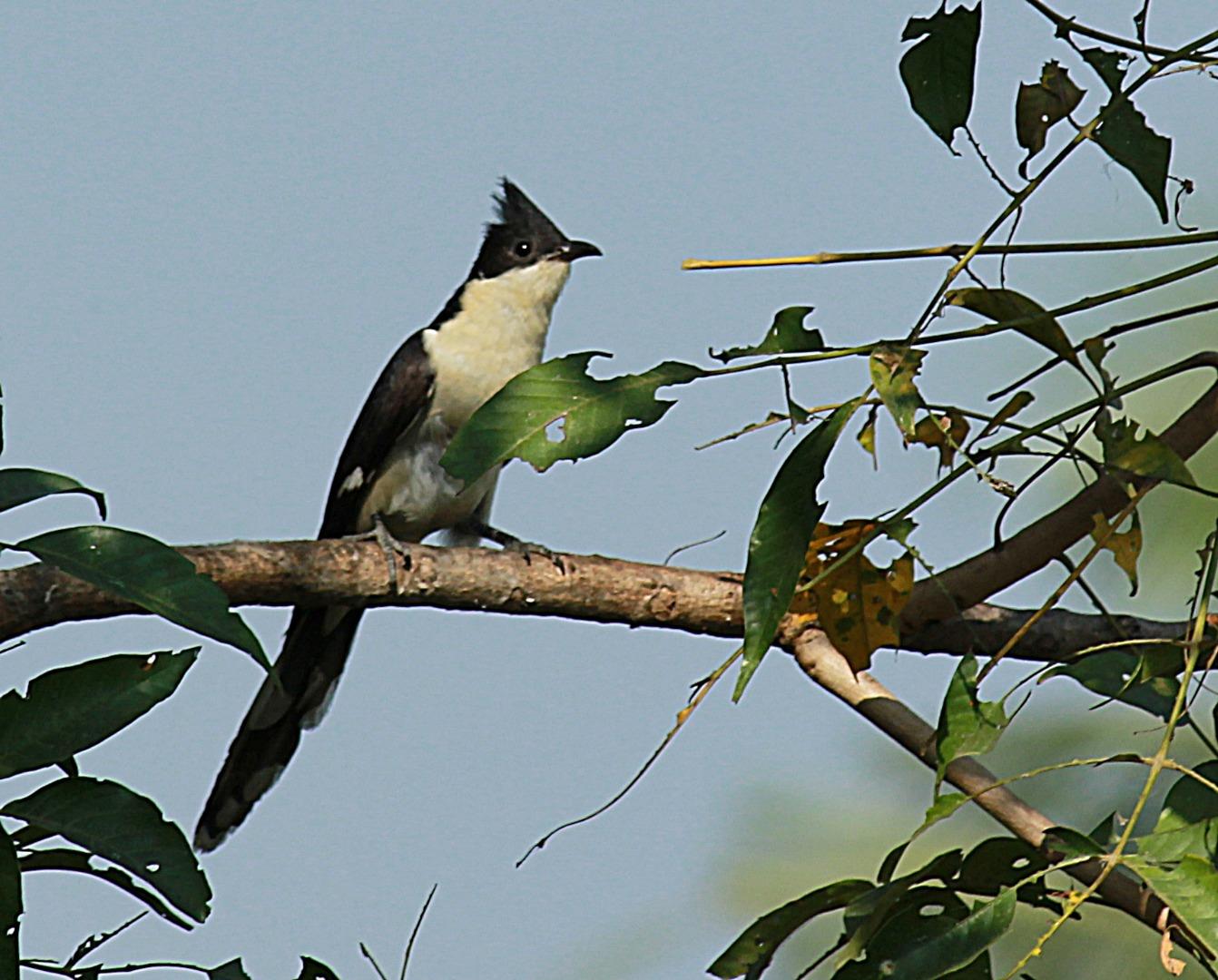 Jacobin Cuckoo