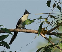 Jacobin Cuckoo