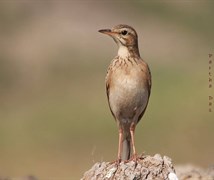 Richard's Pipit