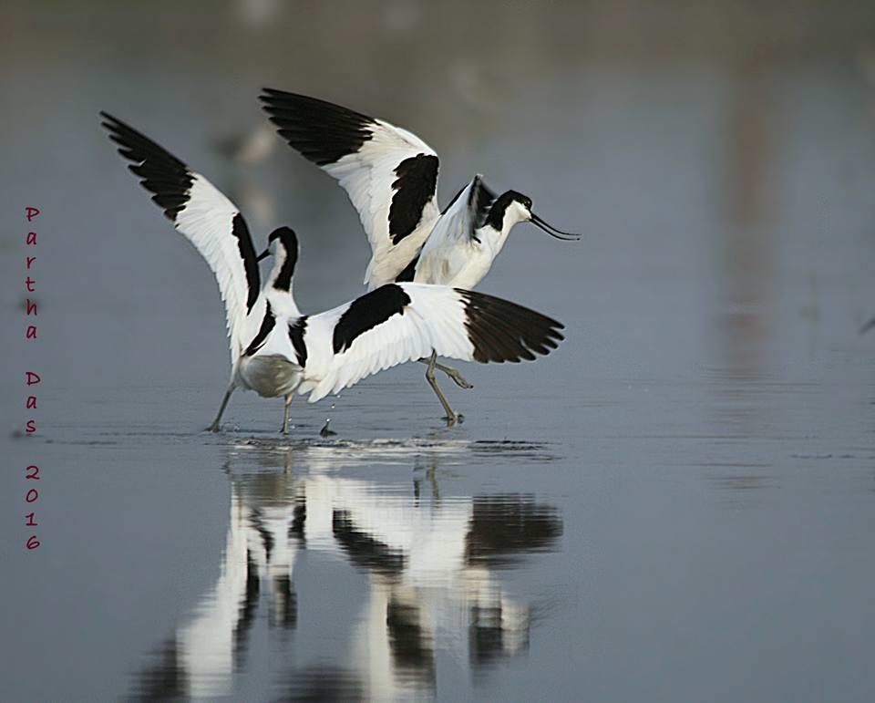 Pied Avocets