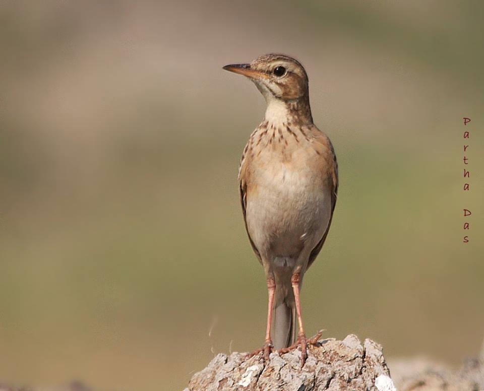 Richard's Pipit