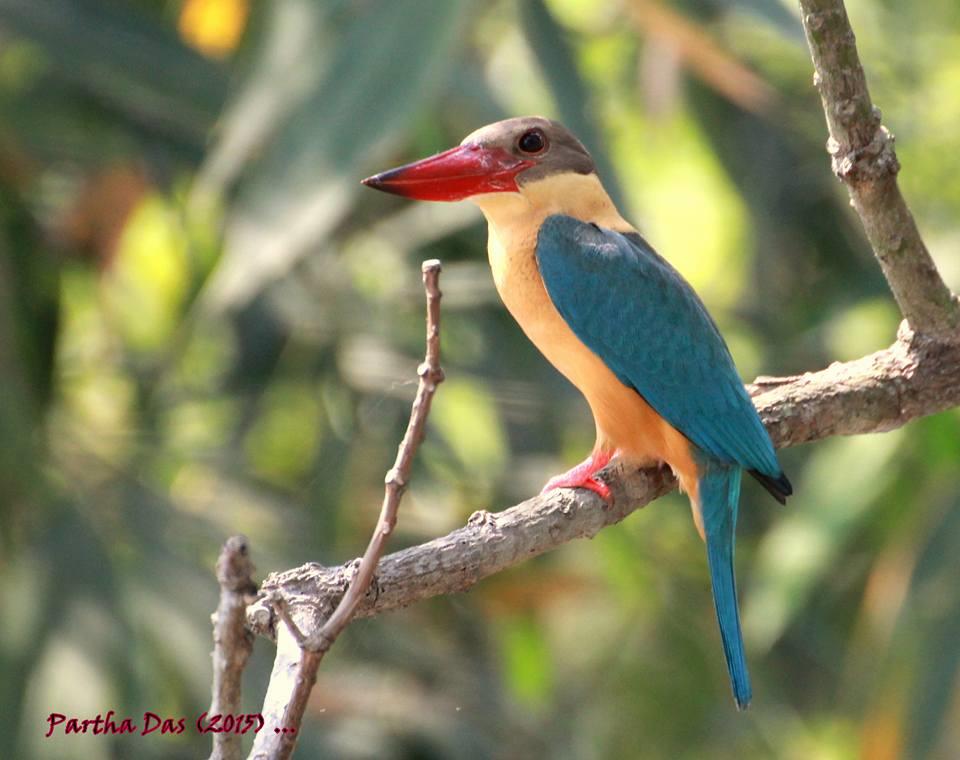 Stock billed Kingfisher