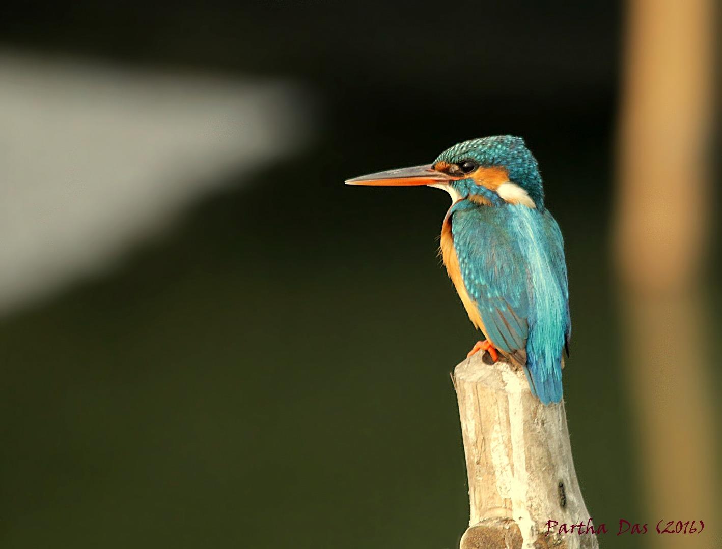 Common Kingfisher