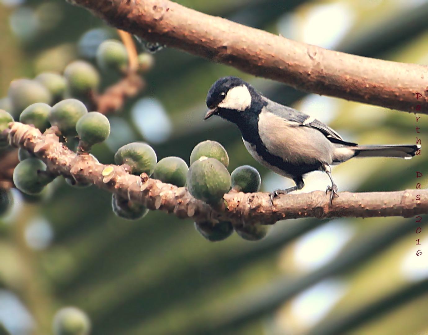 Great Tit