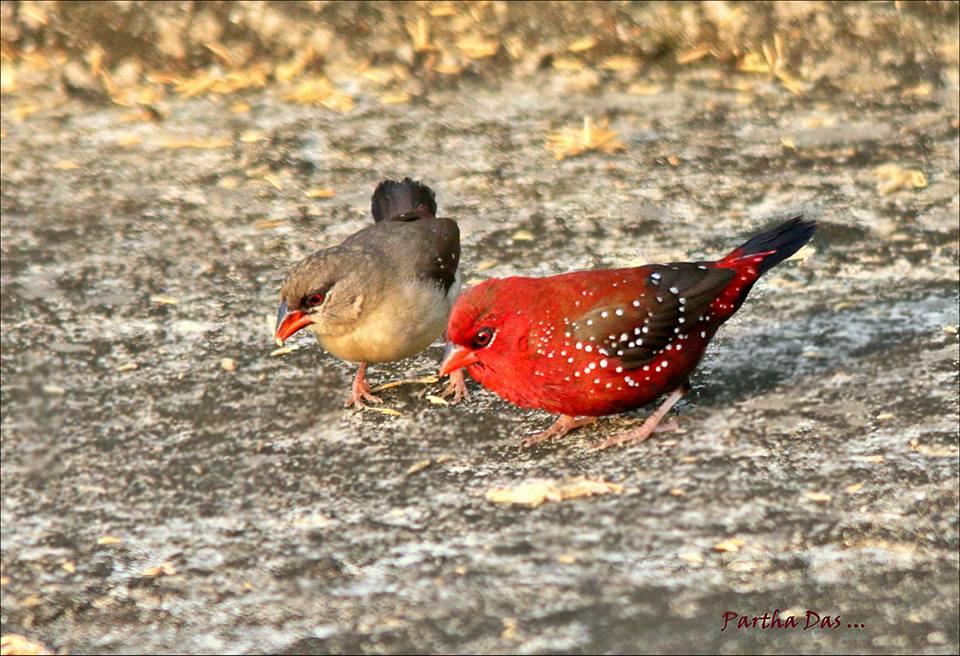 Red Avadvat ( Munia) Male and 