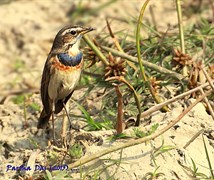 Blue Throat