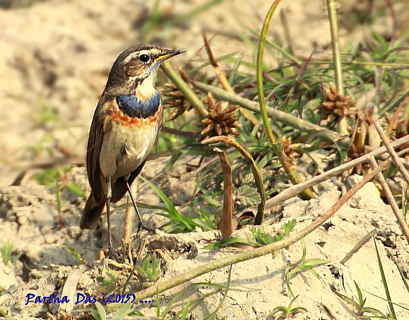 Blue Throat