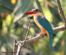 Stock billed Kingfisher