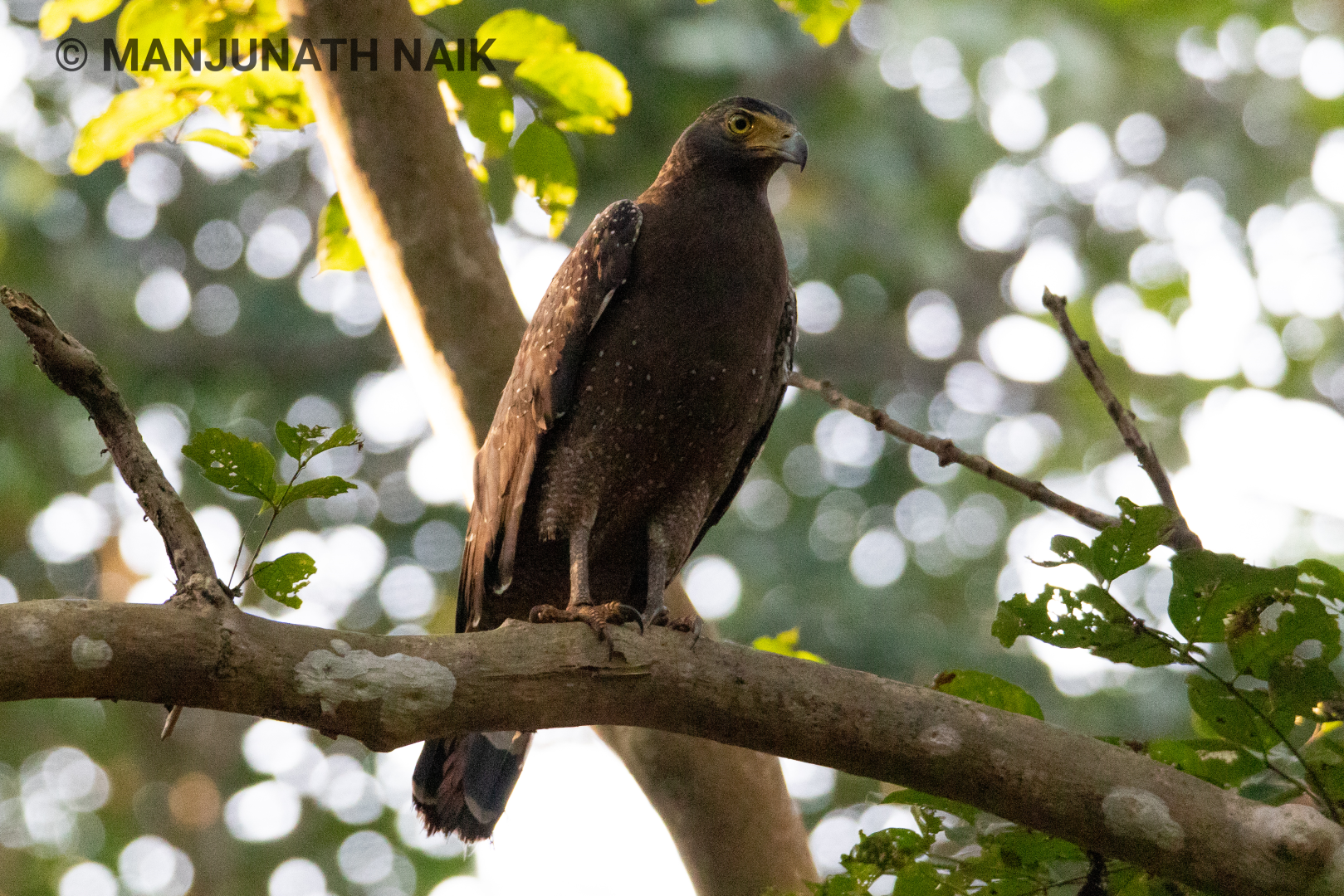 Crested Serpent Eagle