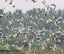 Bar Headed Goose